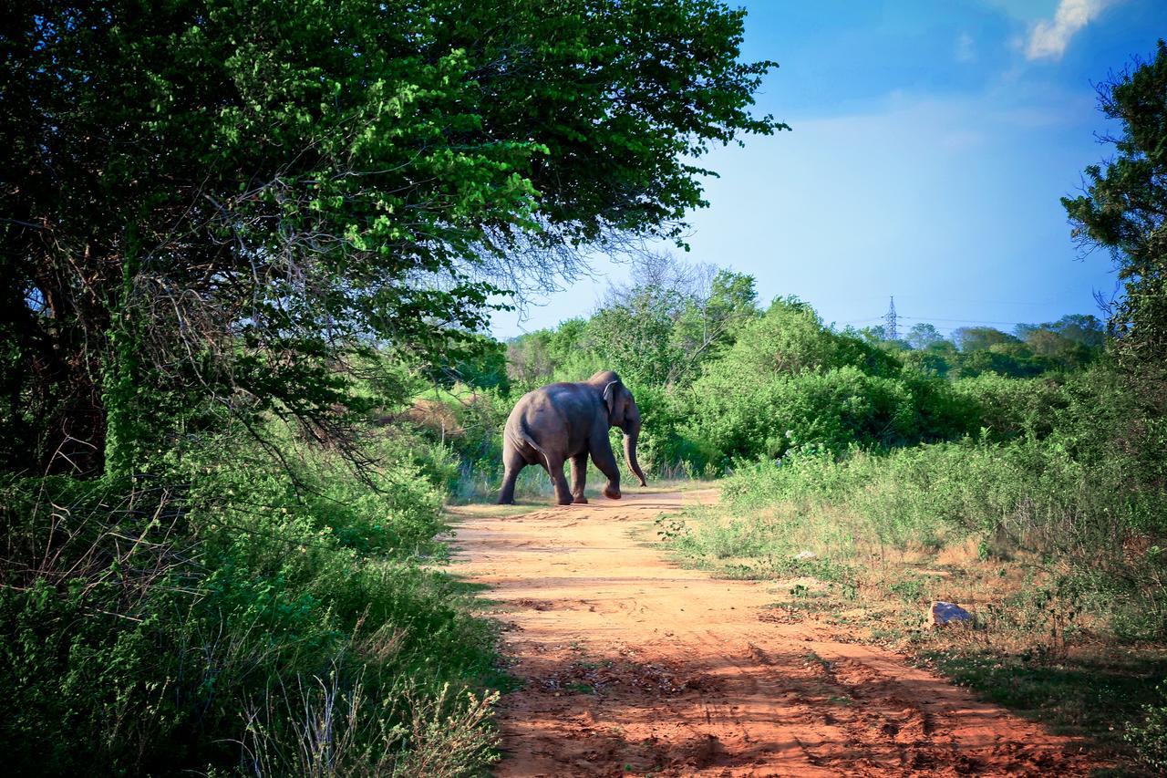 Bestlife Eco Resort Mattala Hambantota Eksteriør bilde